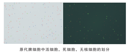 細胞計數(shù)儀細胞劃分圖片